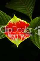 Hot lips plant (Psychotria tomentosa)