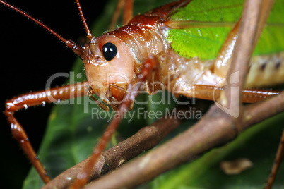 Green bush cricket