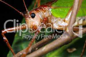 Green bush cricket