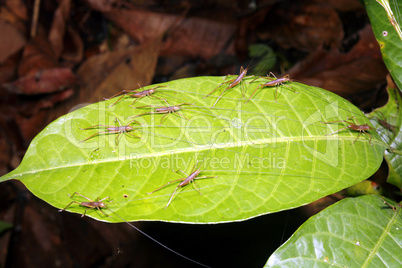 Newly hatched bush crickets on a leaf