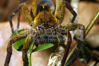 Tropical wolf spider