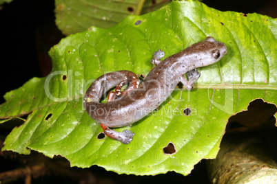 Ecuadorian Climbing Salamander (Bolitoglossa ecuatoriana)