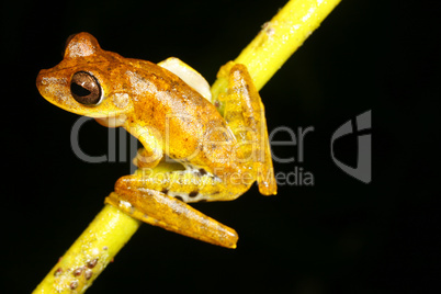 Spotted-thighed treefrog (Hypsiboas fasciatus)