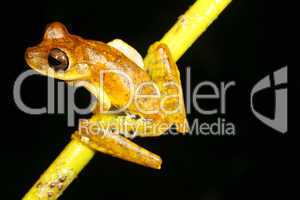 Spotted-thighed treefrog (Hypsiboas fasciatus)