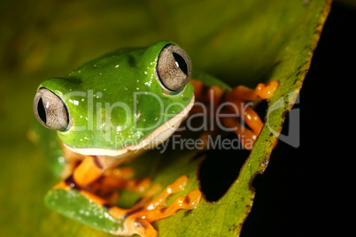 Barred monkey frog (Phyllomedusa tomopterna)