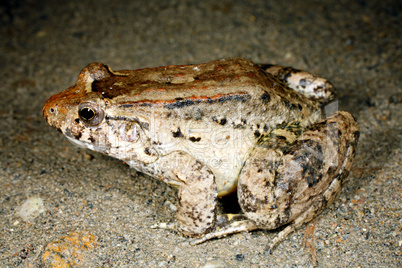 Dwarf Jungle Frog (Leptodactylus wagneri)
