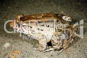 Dwarf Jungle Frog (Leptodactylus wagneri)