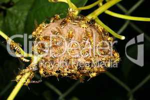 Tropical wasp nest