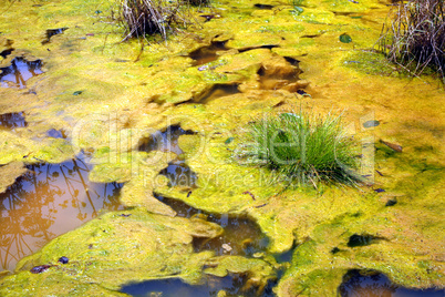 Filamentous algae growing in a polluted pool
