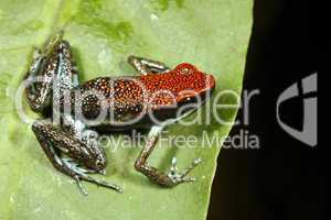 Ruby poison frog (Ameerega parvula)