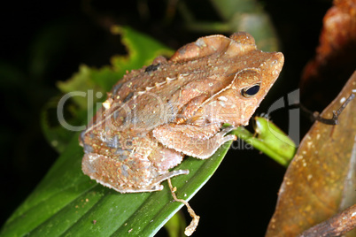 Crested forest toad (Rhinella margaritifer)
