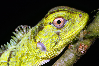 Amazon forest dragon (Enyalioides laticeps)
