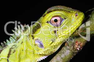 Amazon forest dragon (Enyalioides laticeps)