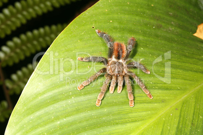 Amazonian tarantula