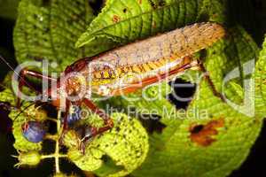 Bush cricket feeding on berries