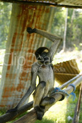 Captive spider monkey (Ateles bezelbuth)
