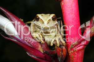 Marsupial frog (Gastrotheca riobambae)