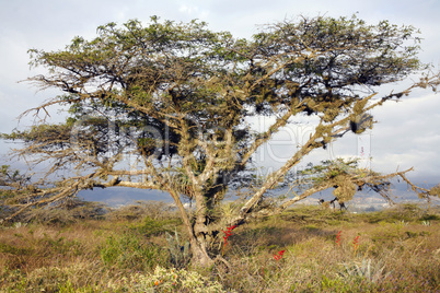 Lone Acacia tree in grassland