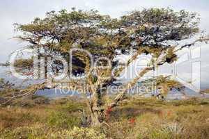 Lone Acacia tree in grassland