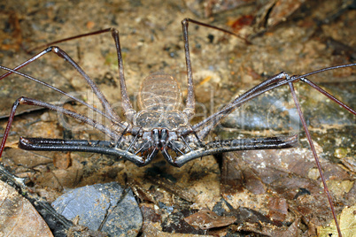 Tailless whip scorpion or Amblypygid
