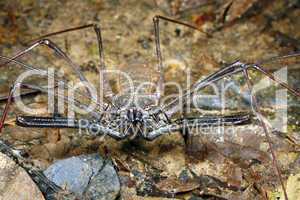 Tailless whip scorpion or Amblypygid