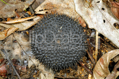 Amazonian tree seed pod (Apeiba aspera)