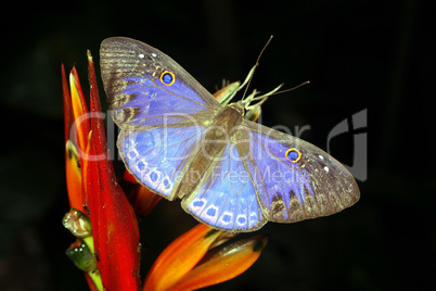 Blue Riodinid butterfly in the rainforest understory