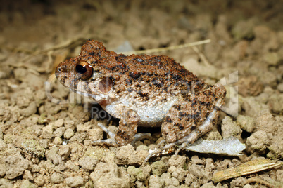 Common big-headed rain frog (Oreobates quixensis)