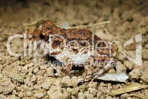Common big-headed rain frog (Oreobates quixensis)