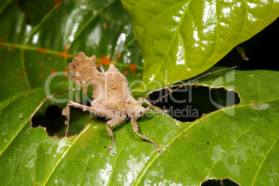 Leaf mimic katydid