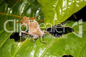 Leaf mimic katydid