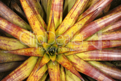 Bromeliad viewed from above