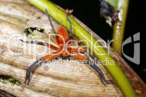 Platorid crab spider