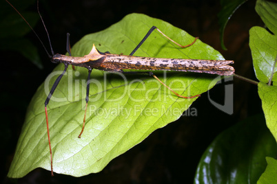 Amazonian stick insect