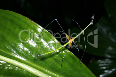 Stick grasshopper (Proscopiidae)