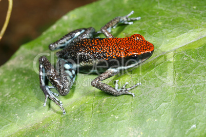 Ruby poison frog (Ameerega parvula)