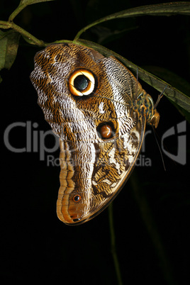 Owl butterfly (Caligo) roosting at night