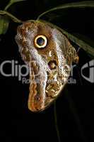 Owl butterfly (Caligo) roosting at night