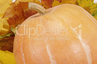 pumpkin on leaf