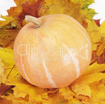 pumpkin on leaf