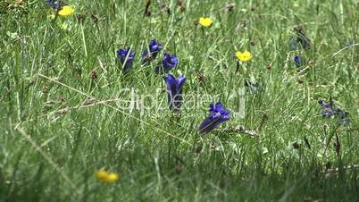 zoom out gentian to flower meadow