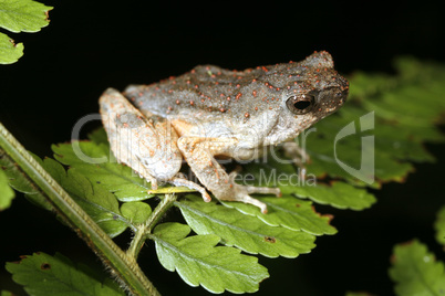Painted forest toadlet (Engystomops petersi)