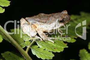 Painted forest toadlet (Engystomops petersi)