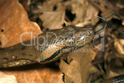 Juvenile anaconda (Eunectes murinus)