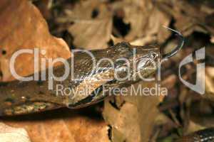 Juvenile anaconda (Eunectes murinus)