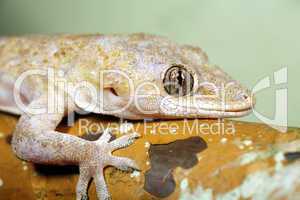 Tropical house gecko (Hemidactylus mabouia)