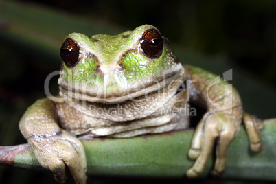 Marsupial frog (Gastrotheca riobambae)