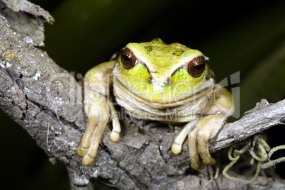 Marsupial frog (Gastrotheca riobambae)