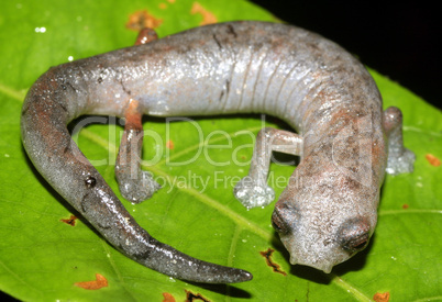 Ecuadorian climbing salamander - Bolitoglossa ecuatoriana