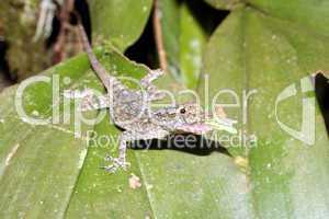 Anolis lizard (Anolis ortoni) feeding on an insect